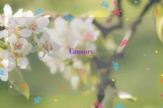 Canonry