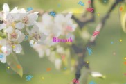 Birraark